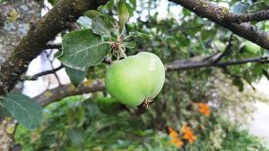 19 августа 2021 - Яблочный спас