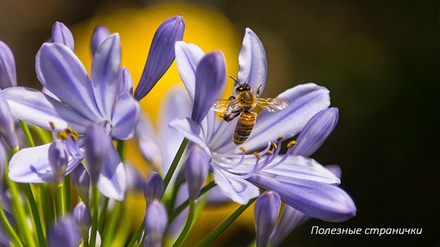 30 апреля - Зосима-пчельник