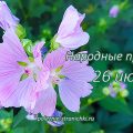 Народные приметы 26 июля