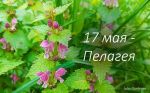 Приметы и поверья 17 мая в день Пелагеи