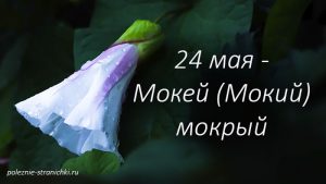 Народные приметы и запреты 24 мая в день Мокея (Мокия)