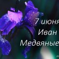 Народные приметы и запреты 7 июня в день Ивана - Медвяные росы