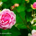Приметы 16 сентября
